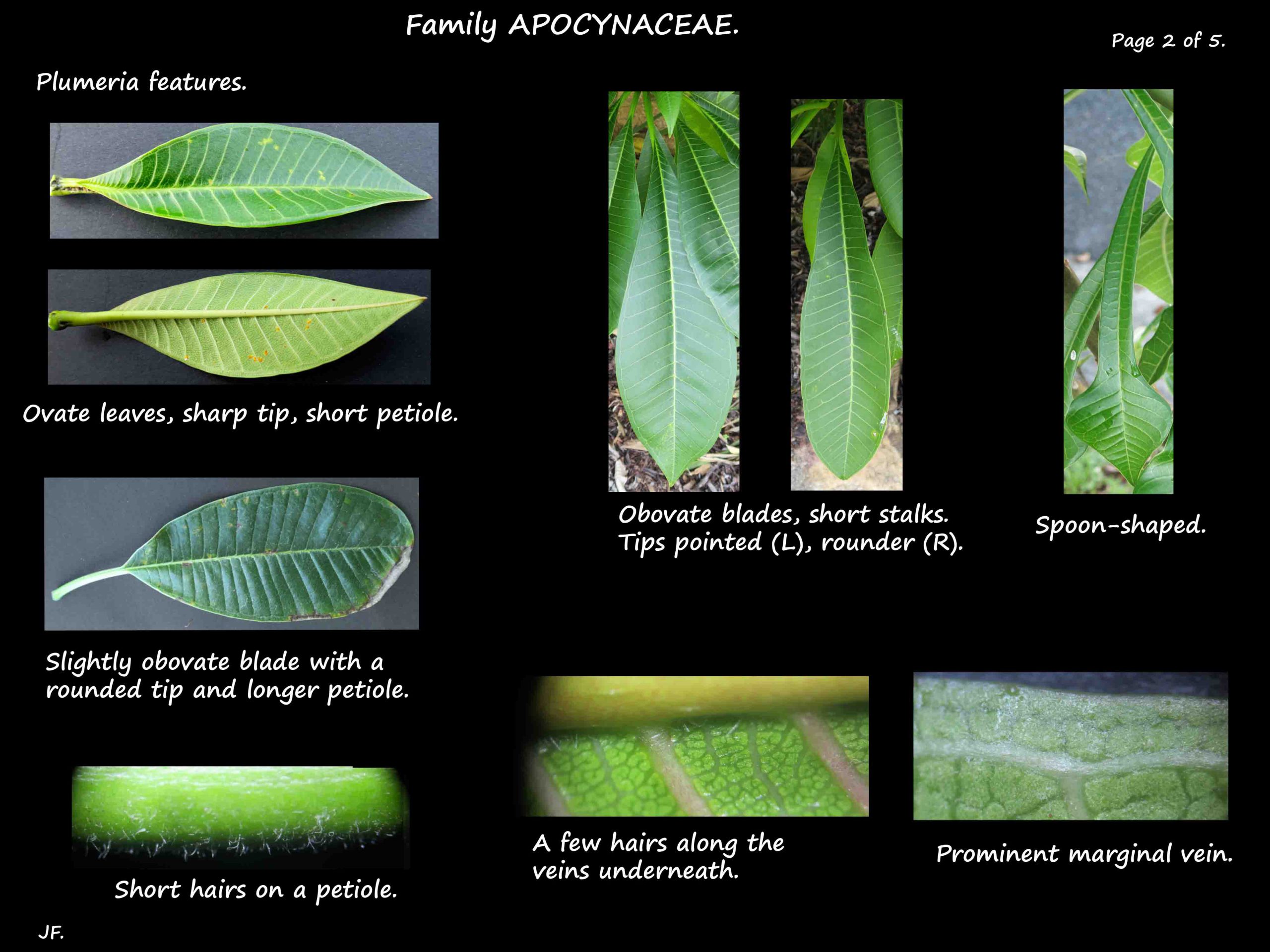 2 Plumeria leaf shapes & hairs